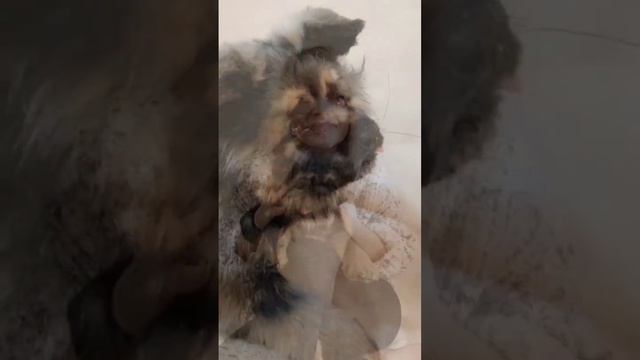 Щенок немецкой овчарки Гром) смотреть онлайн