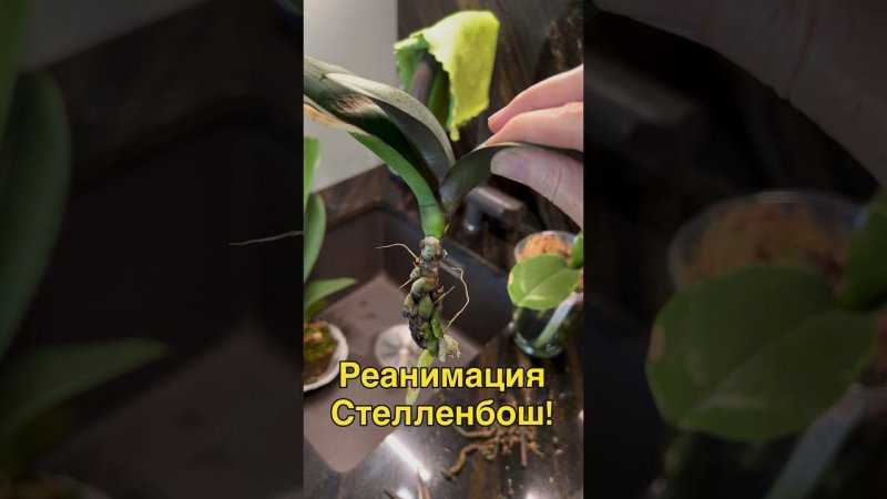 #данапротасова #орхидеи #orchid #реанимацияорхидеи #наращиваниекорней