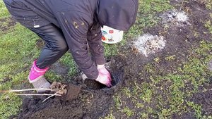 Зимняя посадка белой СМОРОДИНЫ сорт БАЯНА, 2.02.2024