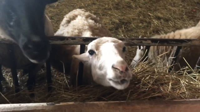 VLOG:ЗООПАРК?ЕНОТ-ПОЛОСКУН?! смотреть онлайн