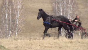 Орловская рысистая в качалке