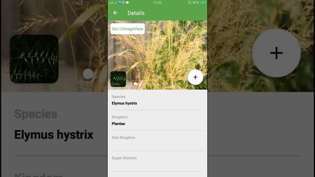 PlantSnap identifies an Eastern Bottlebrush Grass (Elymus hystrix)