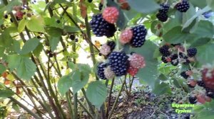 Ежевика Блэк Сатин. Часть 2. Две недели спустя. Полный обзор куста.