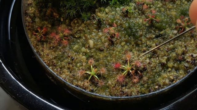 Feeding Small Pygmy Sundews