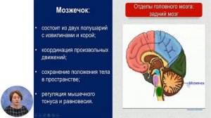 Биология, 8-й класс, Центральная нервная система человека