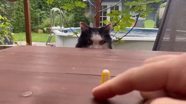 Ohropax & Cat смотреть онлайн