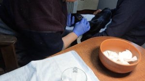 Обезроживание козлят пастой Dr.Naylor под наркозом. Часть 4