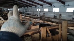 Будни на ферме: Обзор хозяйства на январь. Овцы, лошади, коровы и кошки.