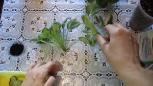 Многоголовость у фиалок. Кристатность. Как разделить многоголовость.