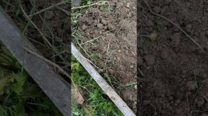 Подготовка грядки для клубники на дёрне.