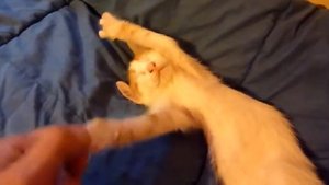 Котёнок не хочет идти на работу