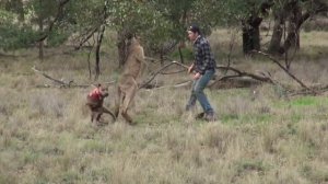 Мужик врезал кенгуру по морде и отомстил за пса (Качество HD) Man fights kangaroo in Australia