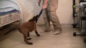 Дрессировка собак, как приучить щенка правильно играть 1