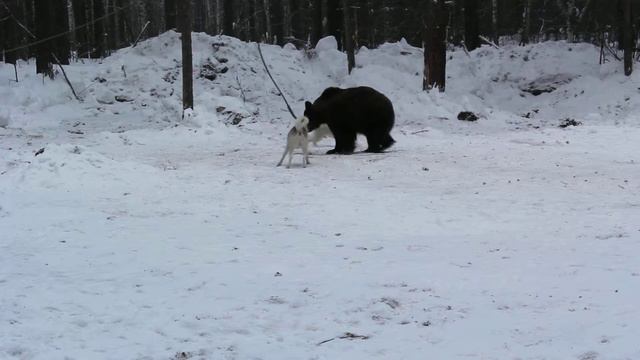 Видео Аргут Садко Волегов 22 02 2015 1 смотреть онлайн