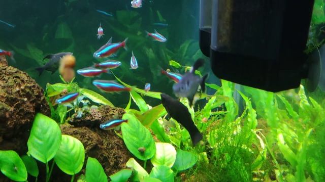 Мой аквариум 300 литров с меченосцами, неонами, моллинезиями и мелкими радужницами 01.05.2023 смотреть онлайн