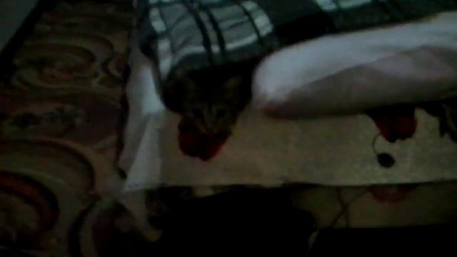 Котёнок в одеяле смотреть онлайн