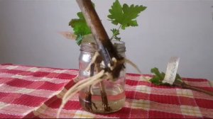 Укоренились однопочковые черенки винограда Приображение, Злато, Аркадия.