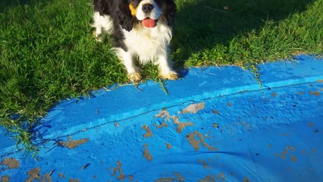 Реакция маленьких собак на бассейн! А умеют ли они плавать? Чихуахуа и Кавалер Кинг Чарльз Спаниели смотреть онлайн