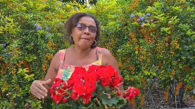 Begônia Baladin Buquê Vivo. Amor Verdadeiro, Felicidade, Cordialidade, Delicadeza Presente especia смотреть онлайн