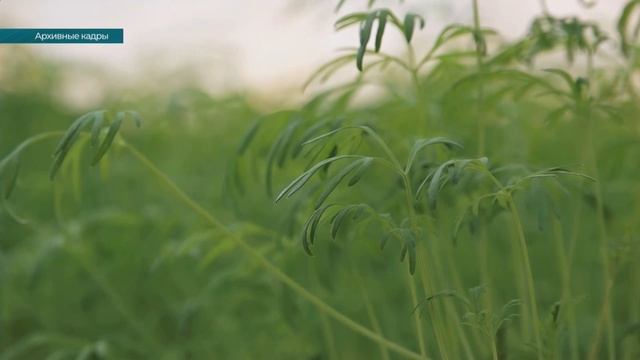 Сельхозпроизводители Хабаровского края наращивают производство