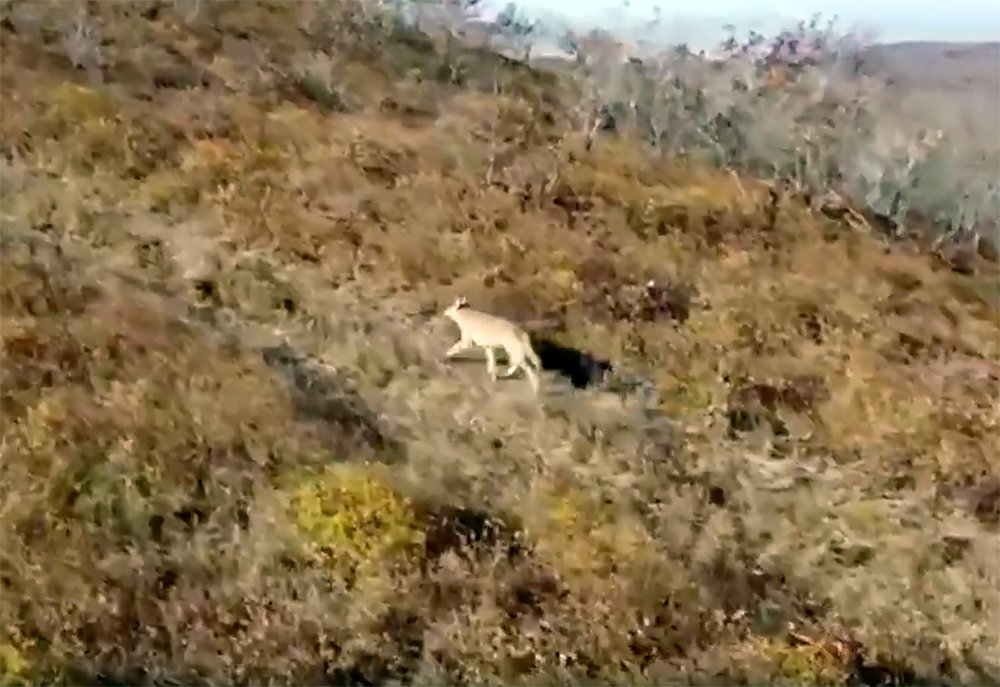 В нацпарке "Земля леопарда" впервые заметили волка / События на ТВЦ