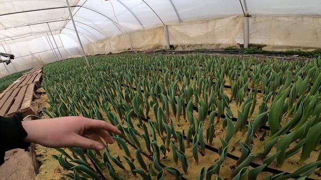 Выгонка тюльпанов к 8 марта 05.02.2022 смотреть онлайн