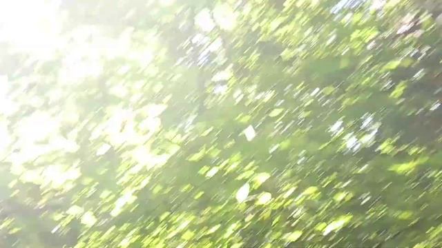 Орешник 2020 года плодоношение смотреть онлайн