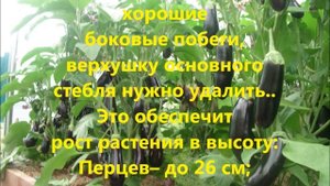 Можно ли выращивать перец и баклажаны в одной теплице