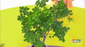 Растения-санитары. Жить здорово! Фрагмент выпуска от 13.09.2017