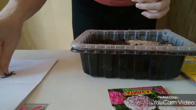 Посев однолетних георгин и гвоздики Турецкой. смотреть онлайн