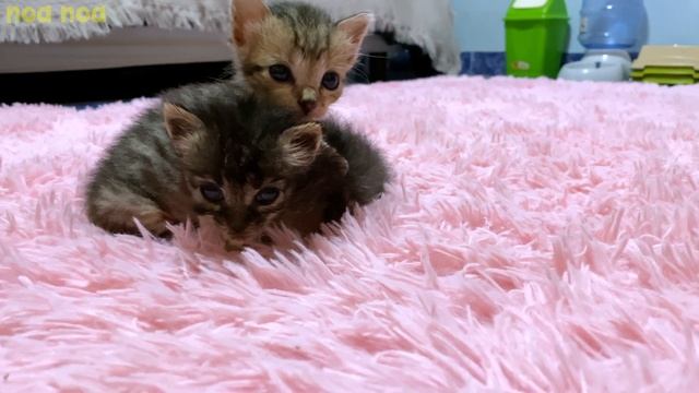 Opposite character kittens cuddling together... смотреть онлайн