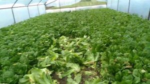 салат ромен хорошо растёт