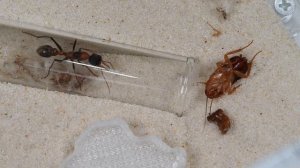 Смертельный муравей Myrmecia nigrocincta от канала Мурашки