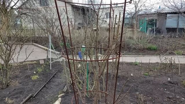 Формирующая обрезка роз весной. Результат смотреть онлайн