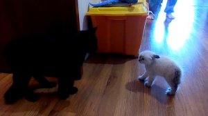 Сиамский котёнок шипит на большого кота