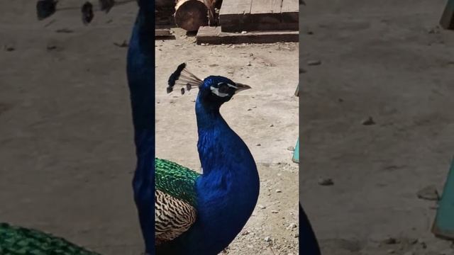 мой Павлин. смотреть онлайн