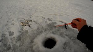 Безмотылки работают! Ловля крупного леща на чертей.