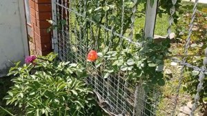 Плетистая роза " Декор  Арлекин". Начало цветения. 17 мая 2023 года.