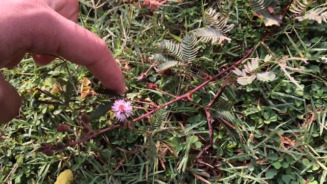 mimosa pudica, sensitive plant - turgor movement смотреть онлайн