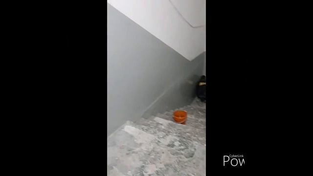 Ремонт подъезда за 50 тысяч рублей!дешево и сердито.