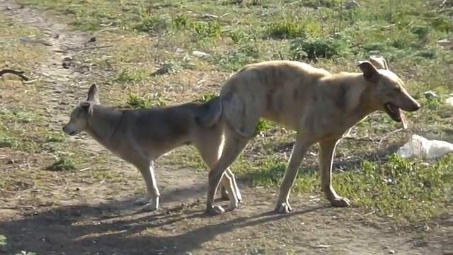 ВЯЗКА СОБАК дворняжек. Собаки в замке - как это выглядит. /  breeding dogs