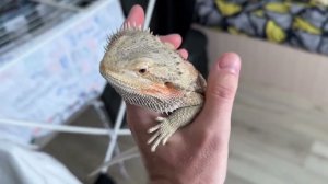 Агама бородатая