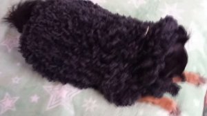 Шубка для собаки  из ализе пуффи фур