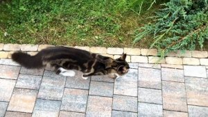 Химтрейлы. Вся правда