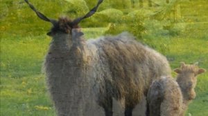 Разведение Овец породы Рацка в домашних условиях | Овцеводство | Овцы Рацка