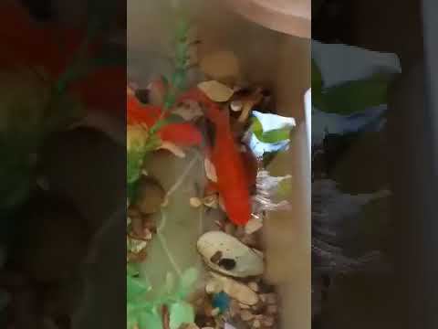 Золотые - вскормленные на лизунах.
