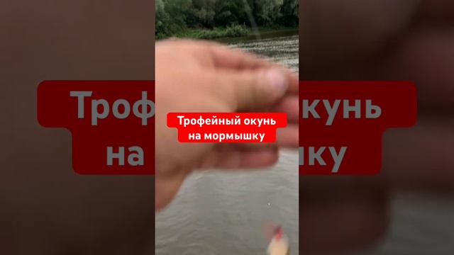 #8 #мормышинг | Трофейный окунь на мормышку летом |