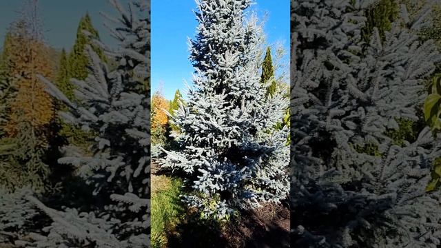 Видеообзор Ель Хупси (picea pungens Hoopsii)