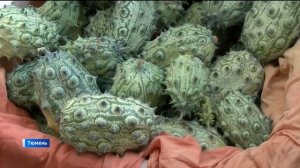 Тюменка вырастила на даче кивано