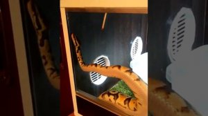 королевский питон